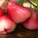 10 Manfaat Jambu Air bagi Kesehatan Tubuh